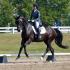 MSEDA Dressage in the Park and National Dressage Pony Cup